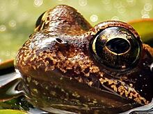 Лягушки Хабаровского края заголосили от любви и теплой зимы