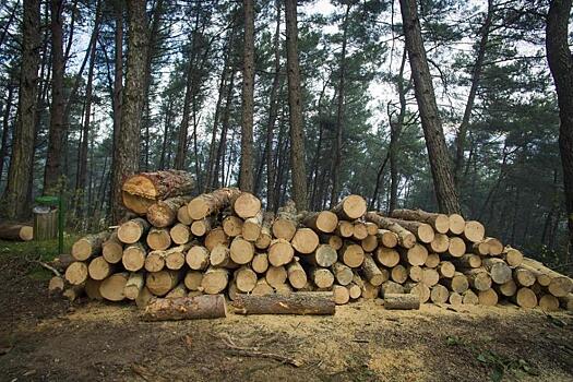 Какое будущее у экспорта лесной промышленности, расскажут на форуме «Экспортный потенциал Приморья»