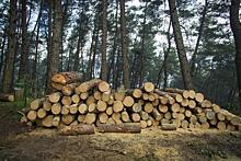 Какое будущее у экспорта лесной промышленности, расскажут на форуме «Экспортный потенциал Приморья»