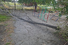 В Бийске в детсаду на четырехлетнего ребенка упала огромная ветка