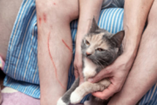 Ветеринар рассказал, в чем опасность царапин от домашних кошек