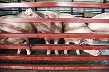 На Алтае усилен контроль из-за вспышки африканской чумы свиней в Монголии