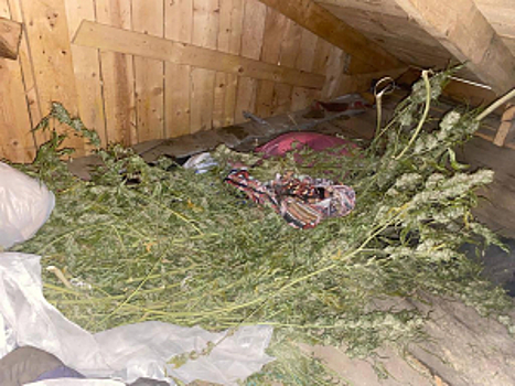 На Сахалине полицейские изъяли у жителя Корсакова более 2 кг конопли