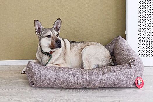 Более 20 питомцев из городских приютов нашли дом благодаря акции «Будка желаний»