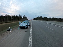 Автомобиль "снес" молодую лосиху на Новоприозерском шоссе
