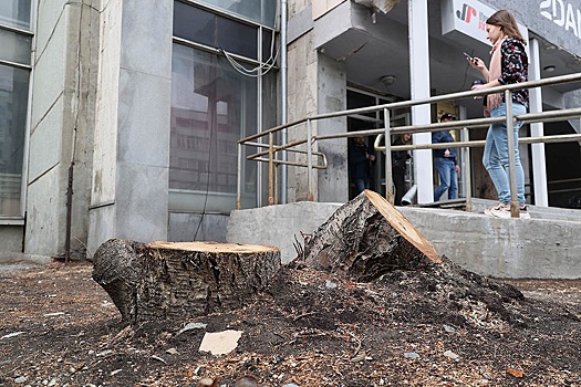 Почему города теряют тысячи деревьев, несмотря на жесткие нормы рубок