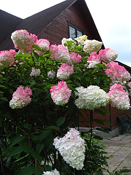 Обрезка метельчатых гортензий, альтернативный подход