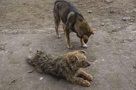 В Челябинской области мужчина днем расстрелял несколько собак