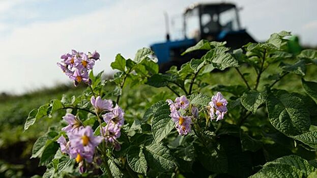 Предложено новое средство защиты картофеля от фитофторы