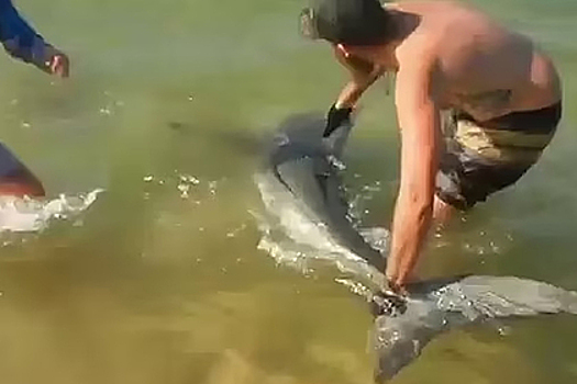 Рыбаки поймали акулу-людоеда и отпустили ее