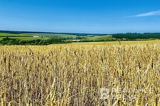 Аграрии Татарстана собрали более 4 млн тонн зерна