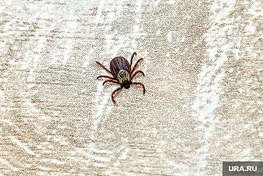 Роспотребнадзор по ЯНАО: боррелиоз может привести к инвалидности