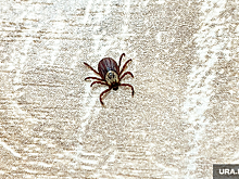 Роспотребнадзор по ЯНАО: боррелиоз может привести к инвалидности