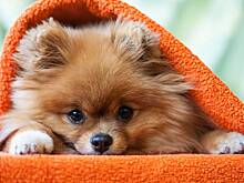 Эксперты рассказали об особенностях шпица, как за ним ухаживать, характере и питании