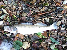 В городе Конаково в Волге гибнет рыба