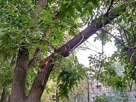 В Саратове старые деревья меняются на молодые