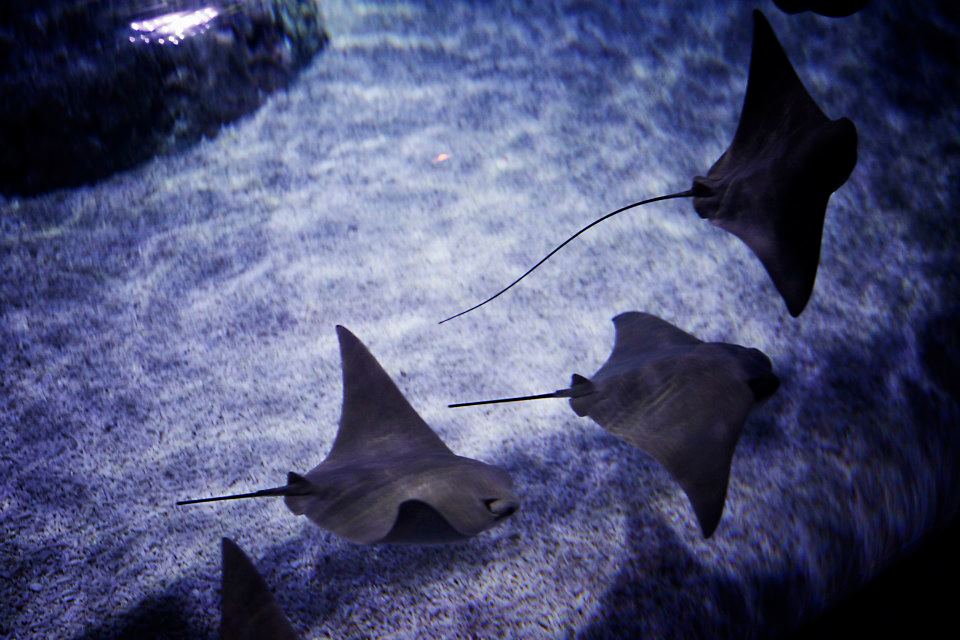 Аквариум Sea Life, Езоло, Венето, Италия, Европа