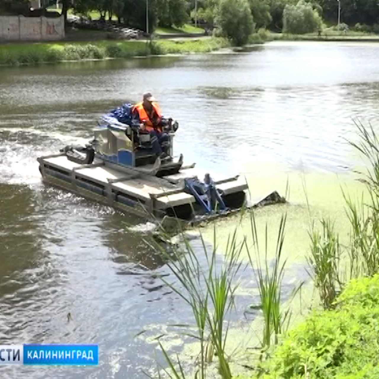 В Калининграде Нижнее озеро начали очищать от водорослей - Рамблер/новости