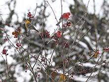 В Кусковском лесопарке заметили редких птиц — щуров