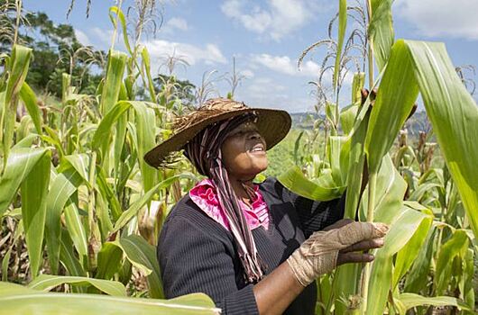 ФАО наращивает меры реагирования на распространение кукурузной лиственной совки