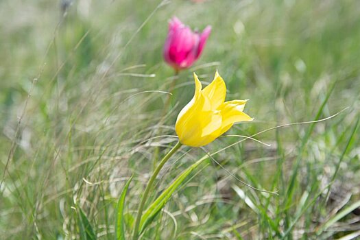 В Ершовском районе появится памятник природы с редкими тюльпанами Геснера