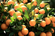Оранжевый груз: начались поставки в Россию закавказских мандаринов
