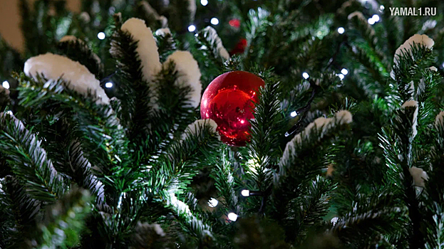 В Санкт-Петербурге начали разбирать главную новогоднюю елку