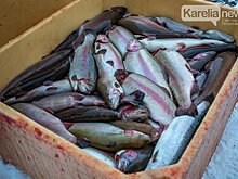 Финляндия, Норвегия, Дания отказались поставлять корма карельским форелеводам