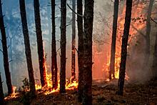 Историк о подсчетах ущерба от сибирских пожаров: эпитафия экономическому подходу