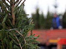 В Курске елочные базары начнут работу с 20 декабря