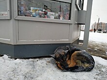 В Твери не будут запрещать кормить бездомных животных на улицах