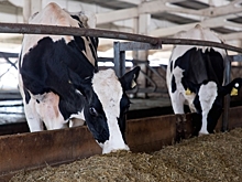 Начинающим волгоградским фермерам дают гранты на развитие животноводства