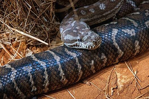 Ловец змей поймал монструозного пятиметрового питона
