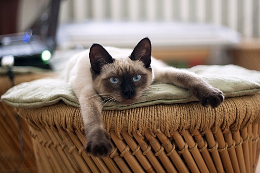 Специалистов по лечению котами будут готовить в России
