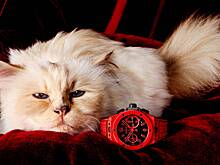 Унаследовавшая миллионы Лагерфельда кошка снялась в рекламе люксового бренда