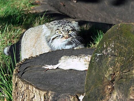 Киперы Московского зоопарка рассказали, как его обитатели готовятся к зиме