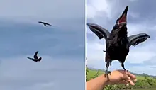Потрясающий воздушный танец ворона с орлом запечатлел китайский орнитолог