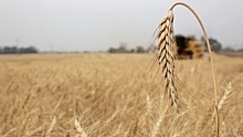 Украина запретит ввоз пшеницы, подсолнечного масла и бумаги из России