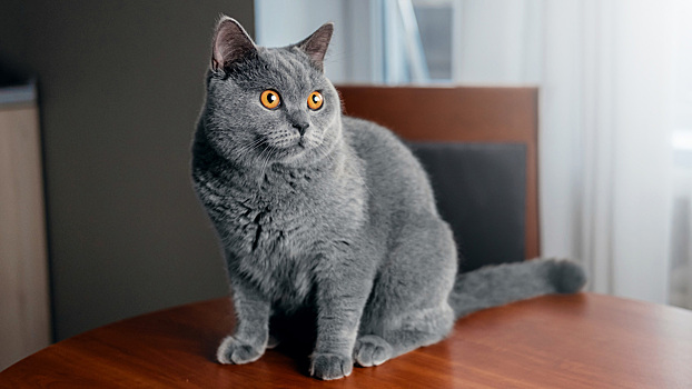 Как отучить кошку запрыгивать на стол