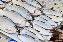Известное челябинское предприятие продавало вяленую рыбу с кишечными палочками