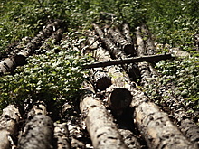 Передача "колхозных лесов" в лесфонд может спасти их от вырубки и пожаров