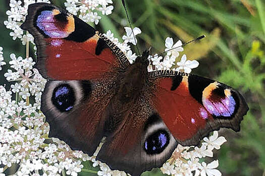 Физики создали легкую и долговечную краску, банки которой хватит на покраску Boeing 747