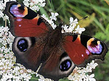 Физики создали легкую и долговечную краску, банки которой хватит на покраску Boeing 747