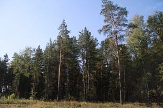 Барнаульцы незаконно перегородили общедоступный проезд в лес