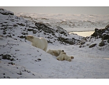 Минобороны РФ: Арктическая экспедиция достигла острова Котельный
