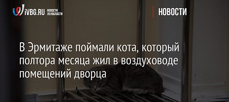 В Эрмитаже поймали кота, который полтора месяца жил в воздуховоде помещений дворца