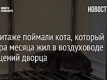В Эрмитаже поймали кота, который полтора месяца жил в воздуховоде помещений дворца