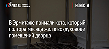 В Эрмитаже поймали кота, который полтора месяца жил в воздуховоде помещений дворца