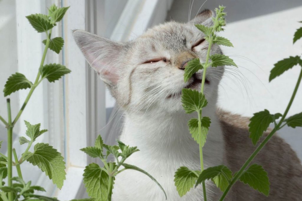 В Лундском университете Швеции найдено объяснение любви кошек к мяте