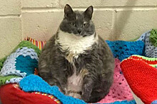 Четырежды отданная в приют самая толстая кошка Британии нашла дом